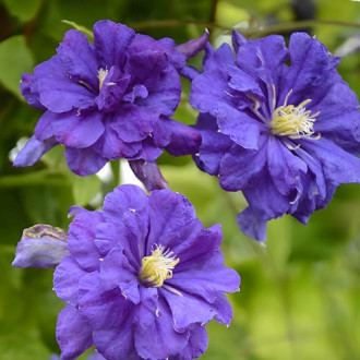 Clematis Floral Dance, С2