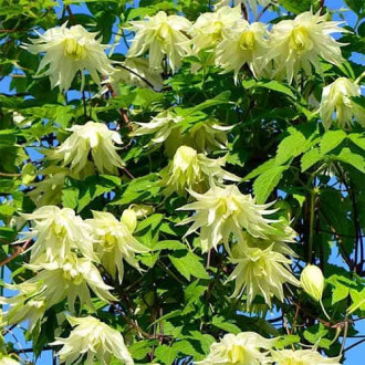 Clematis Golden Dream, С2 obrázok 1