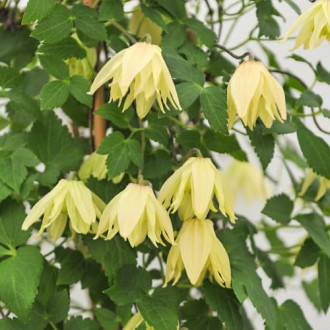 Clematis Golden Surprise, С2 obrázok 2
