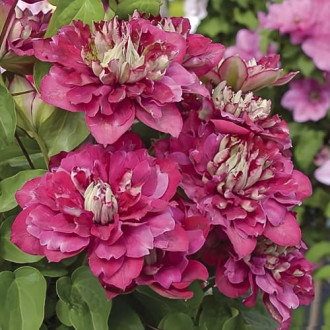 Clematis Hot Kisses, С2 obrázok 3