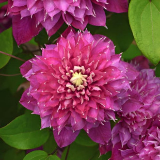 Clematis Hot Love, С2 obrázok 4