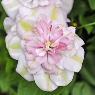 Clematis Innocent Blush, С2 obrázok 5