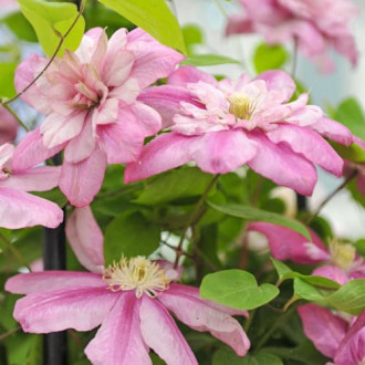 Clematis Innocent Glance, С2 obrázok 6