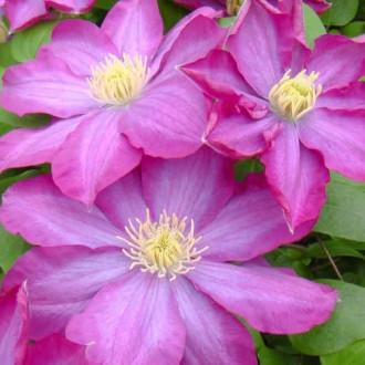 Clematis Kakio Pink Champagne, С2 obrázok 1