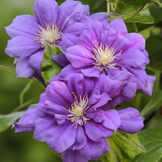 Clematis Krolowa Bona, С2 obrázok 1
