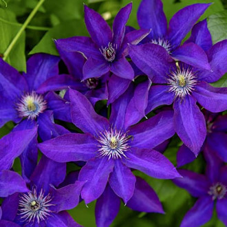 Clematis Lavender Beauty, С2 obrázok 2