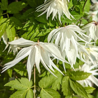 Clematis Lemon Dream, С2 obrázok 1
