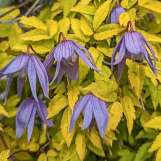 Clematis Luminous® Dusk, С2 obrázok 2