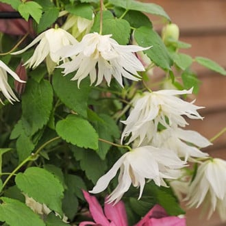 Clematis Luminous® Snow, С2 obrázok 3
