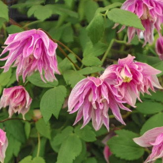 Clematis Pink Surprise, С2 obrázok 4