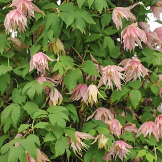 Clematis Pink Swing, С2 obrázok 5
