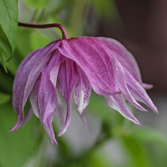Clematis Purple Dream, С2 obrázok 6