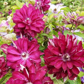 Clematis Red Star, С2 obrázok 9