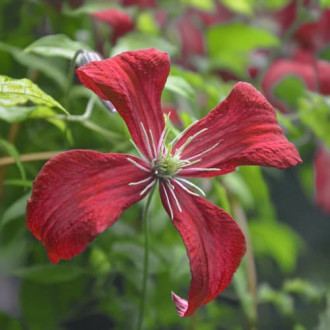 Clematis Strawberry Fields, С2 obrázok 10