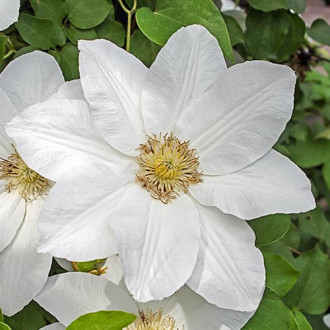 Clematis Sweet Morning, С2 obrázok 1