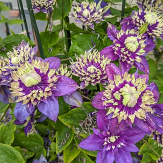 Clematis Taiga, С2 obrázok 6