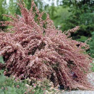 Cytisus Moyclare Pink, С2 obrázok 2