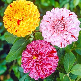 Dahlia Mixed obrázok 5