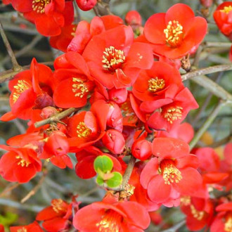 Dula japonska Crimson And Gold fotografia 9 Dula japonska Crimson And Gold obrázok 9