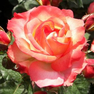 Ruža veľkokvetá Elena ®, C5 obrázok 6