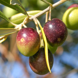 Olivovník Prodromoy obrázok 1