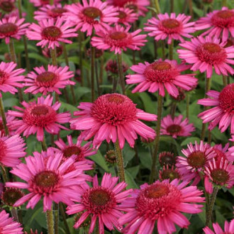 Echinacea Delicious Candy, С2 obrázok 2