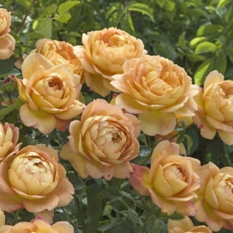 English Rose Lady of Shalott®, C5 obrázok 3