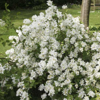 Exochorda strapcovitá The Bride, C2 obrázok 1