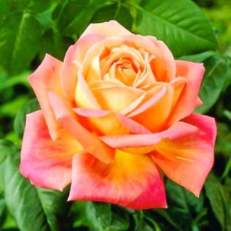 Ruža veľkokvetá Orange Pink obrázok 6