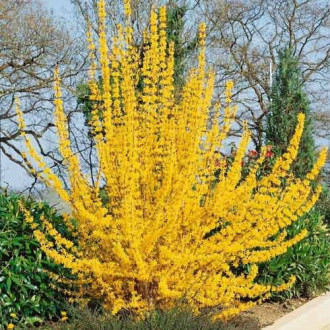 Forsythia intermedia Golden Times, С2 obrázok 2