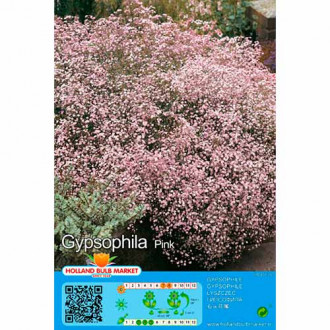 Gypsophila Pink obrázok 1