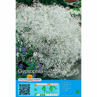 Gypsophila White obrázok 2