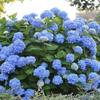 Hortenzia metlinatá Blue obrázok 2
