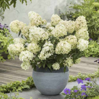 Hortenzia metlinatá Petite star ®, С4,5 obrázok 1