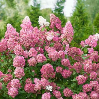 Hortenzia metlinatá Pink Diamond, P9 obrázok 3