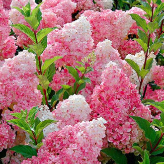 Hortenzia metlinatá Vanille Fraise fotografia 16 Hortenzia metlinatá Vanille Fraise obrázok 16