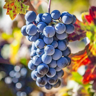 Hrozno Schuyler obrázok 14