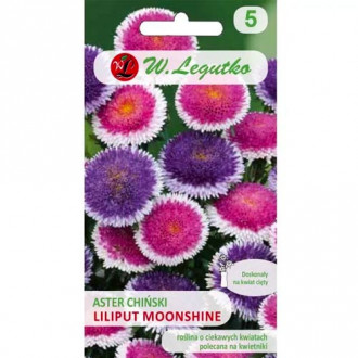 Hviezdnica čínska Liliput Moonshine obrázok 6