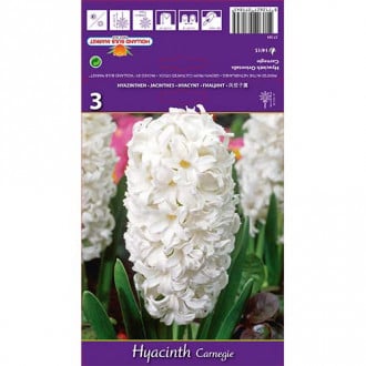 Hyacint Carnegie obrázok 4