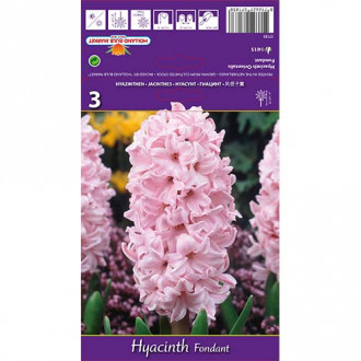 Hyacint Fondant obrázok 1
