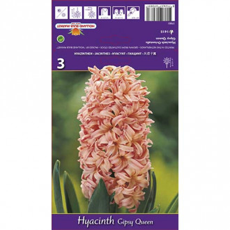 Hyacint Gipsy Queen obrázok 6