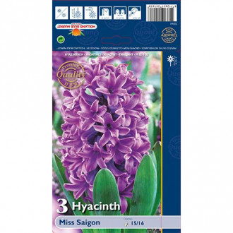 Hyacint Miss Saigon obrázok 4