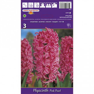 Hyacint Pink Pearl obrázok 1