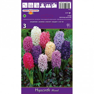 Hyacint Spring Palette, mix obrázok 6