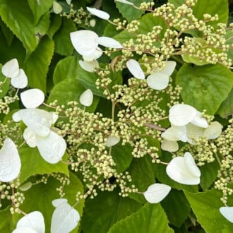 Hydrangea hydr. Burst of Light®, С2 obrázok 2