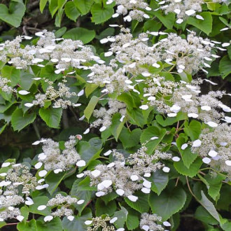 Hydrangea hydr. Moonlight, С2 obrázok 3