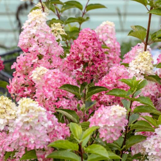 Hydrangea panic. Fraise Melba Renba, С2 obrázok 1