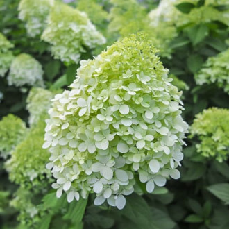Hydrangea panic. Little Spooky, С2 obrázok 3
