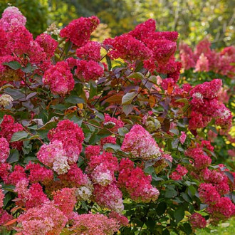Hydrangea panic. Petite Flori, С2 obrázok 4