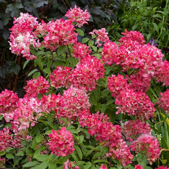 Hydrangea panic.Diamant Rouge Rendia, С2 obrázok 6
